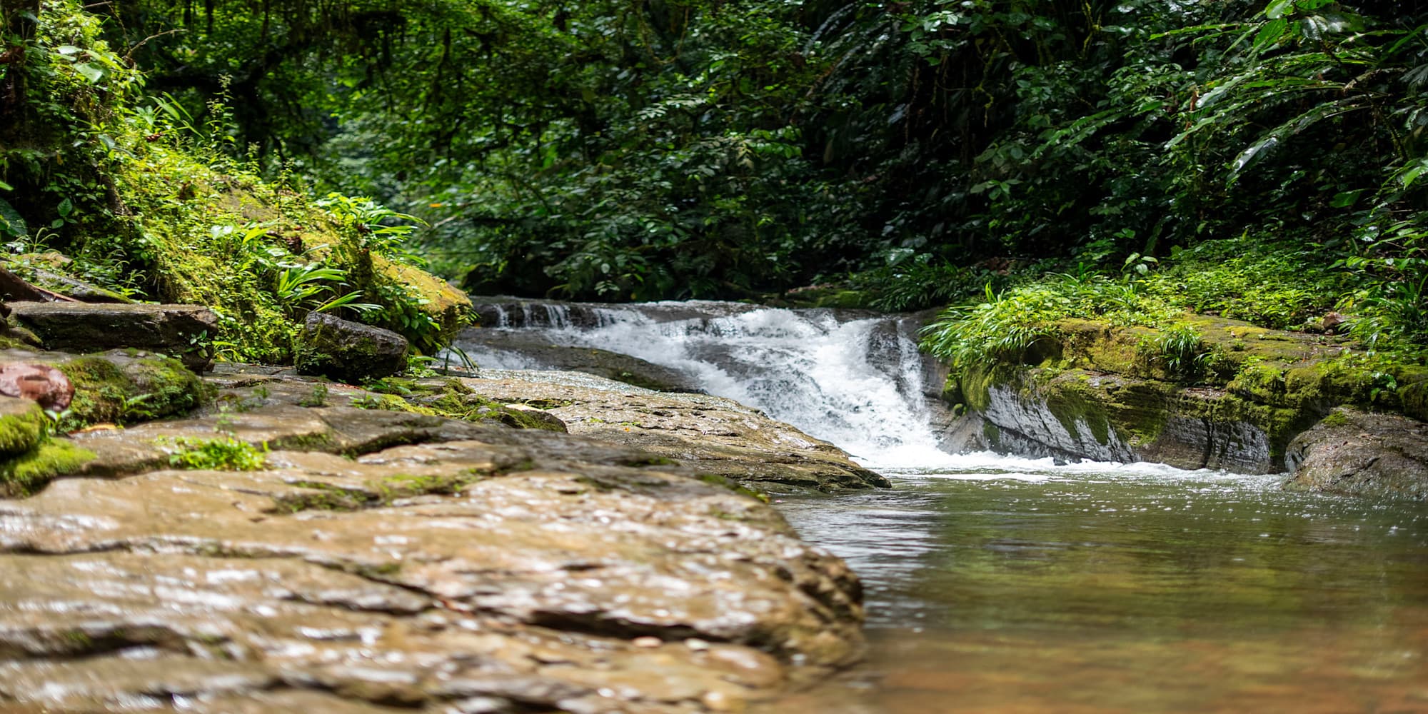 Front Page Article: Virgin Forest